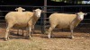 3 X ILE DE FRANCE EWE C.J VAN ZYL (Per animal to take the lot)