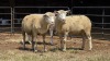3 X ILE DE FRANCE EWE C.J VAN ZYL (Per animal to take the lot)