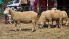4 X ILE DE FRANCE EWE C.J VAN ZYL (Per animal to take the lot)