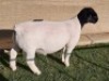 1 X DORPER RAM - T5 Hendri van Wyk Senior