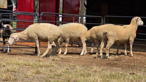 4 X ILE DE FRANCE EWE C.J VAN ZYL (Per animal to take the lot)