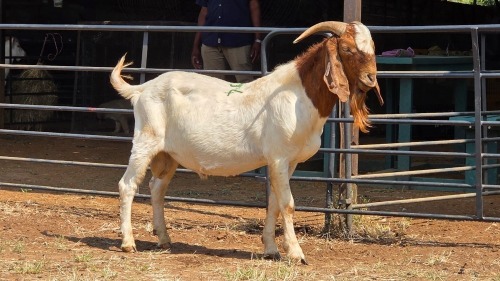1 X BOER GOAT BUCK C. SMITH