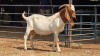 1 X BOER GOAT BUCK C. SMITH