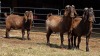 3 X KALAHARI BUCK ZAGROS GOATS (Per animal to take the lot)