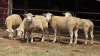 5 X ILE DE FRANCE EWE C.J VAN ZYL (Per animal to take the lot)