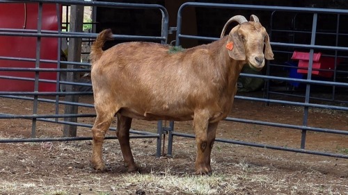 1 X KALAHARI DOE ZAGROS GOATS