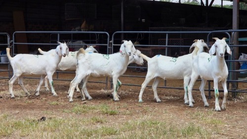6 X SAVANNA DOE ZAGROS GOATS (Per animal to take the lot)