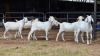 6 X SAVANNA DOE ZAGROS GOATS (Per animal to take the lot)