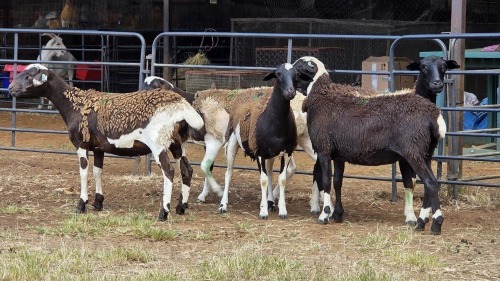 5 X DORPER CROSS EWE IMSTRA MEAT (Per animal to take the lot)