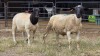 2 X DORPER RAM TIEGERPOORT BOERDERY (Per animal to take the lot)