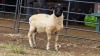 1 X DORPER RAM TIEGERPOORT BOERDERY