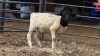 1 X DORPER EWE TIEGERPOORT BOERDERY