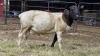 1 X DORPER RAM TIEGERPOORT BOERDERY