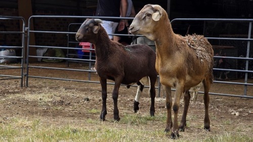 2 X MEATMASTER RAM PEGASUS COAL (Per animal to take the lot)