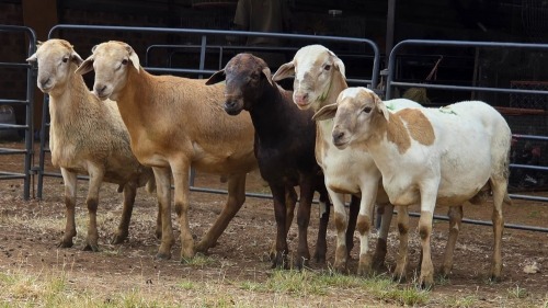 5 X MEATMASTER RAM PEGASUS COAL (Per animal to take the lot)