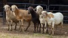 5 X MEATMASTER RAM PEGASUS COAL (Per animal to take the lot)