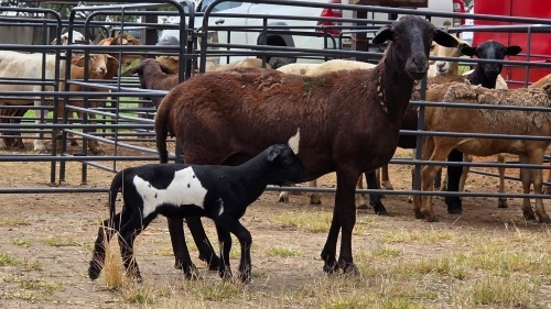 1+1 X MEATMASTER EWE PEGASUS COAL
