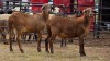 2 X MEATMASTER RAM PEGASUS COAL (Per animal to take the lot)