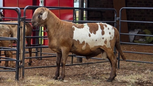 1 X MEATMASTER RAM PEGASUS COAL