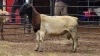 1 X DORPER RAM PEGASUS COAL
