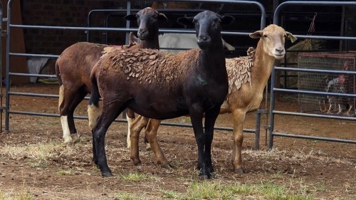 3 X MEATMASTER EWE PEGASUS COAL (Per animal to take the lot)