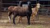 3 X MEATMASTER EWE PEGASUS COAL (Per animal to take the lot)