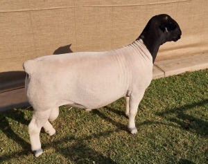 1 X DORPER RAM - STOET/STUD Mickey Phillips