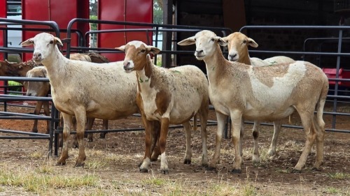4 X MEATMASTER EWE PEGASUS COAL (Per animal to take the lot)