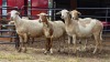 4 X MEATMASTER EWE PEGASUS COAL (Per animal to take the lot)