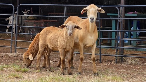 1+2 X MEATMASTER EWE PEGASUS COAL