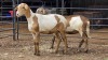 2 X MEATMASTER EWE PEGASUS COAL (Per animal to take the lot)