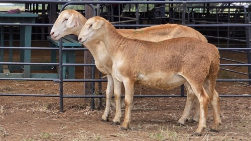 1+1 X MEATMASTER EWE PEGASUS COAL