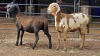 2 X MEATMASTER EWE PEGASUS COAL (Per animal to take the lot)