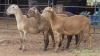 5 X MEATMASTER EWE PEGASUS COAL (Per animal to take the lot)