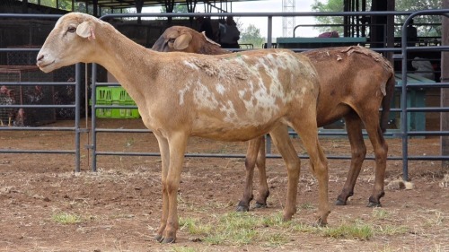 2 X MEATMASTER EWE PEGASUS COAL (Per animal to take the lot)