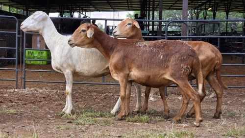 3 X MEATMASTER EWE PEGASUS COAL (Per animal to take the lot)