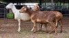 3 X MEATMASTER EWE PEGASUS COAL (Per animal to take the lot)