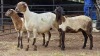 1+2 X MEATMASTER EWE PEGASUS COAL