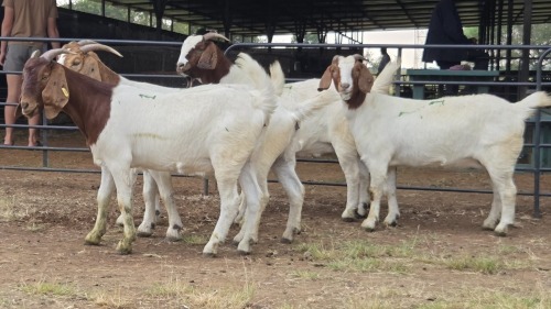 5 X BOER GOAT DOE PEGASUS COAL (Per animal to take the lot)