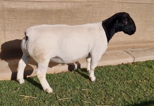 1 X DORPER RAM - STOET/STUD Hendri van Wyk Senior