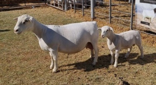 LOT 16 1 X WIT/WHITE DORPER OOI/EWE - T5 Ashley Phillips