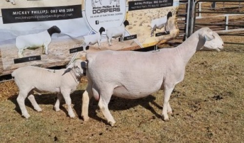 LOT 17 1 X WIT/WHITE DORPER OOI/EWE - T5 Ashley Phillips
