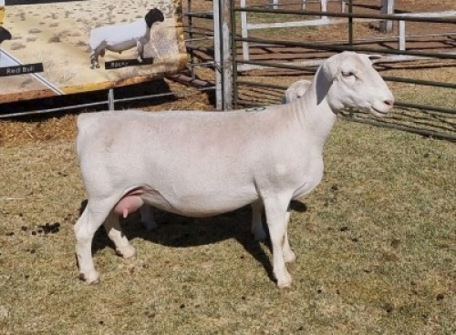 LOT 18 1 X WIT/WHITE DORPER OOI/EWE - T5 Ashley Phillips