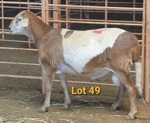 LOT 49 1X MEATMASTER RAM OSVLEY MEATMASTERS