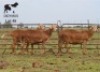 LOT 45 3X MEATMASTER OOI/EWE CHRISTOF GROBLER : 0837812076 - 2