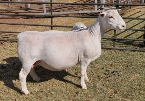 LOT 20 1 X WIT/WHITE DORPER OOI/EWE - T5 Ashley Phillips