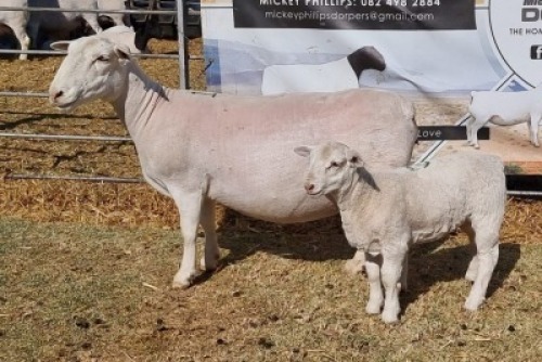 LOT 19 1 X WIT/WHITE DORPER OOI/EWE - T5 Ashley Phillips