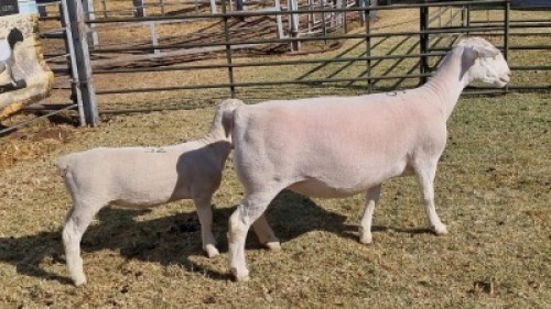 LOT 35 1 X WIT/WHITE DORPER OOI/EWE - T5 Ashley Phillips