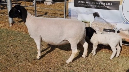 LOT 2 1 X DORPER OOI/EWE - T5 Mickey Phillips