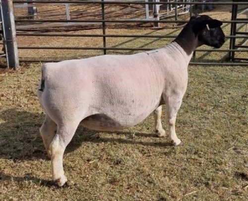LOT 21 1 X DORPER OOI/EWE - T5 Mickey Phillips